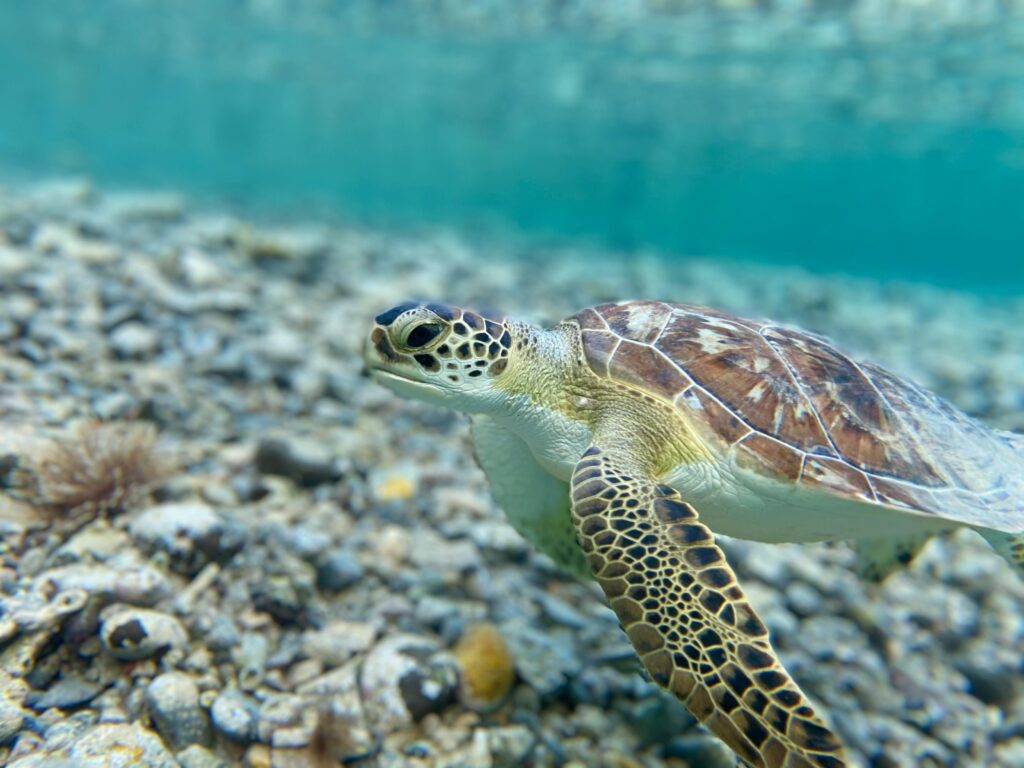 bvi yacht charters, bvi boat charters, charter catamaran bvi